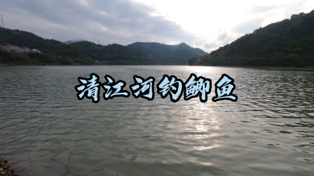 钓鱼渭清河捕捞野生贵州对面的大板Cru鱼风景宜人[视频]
